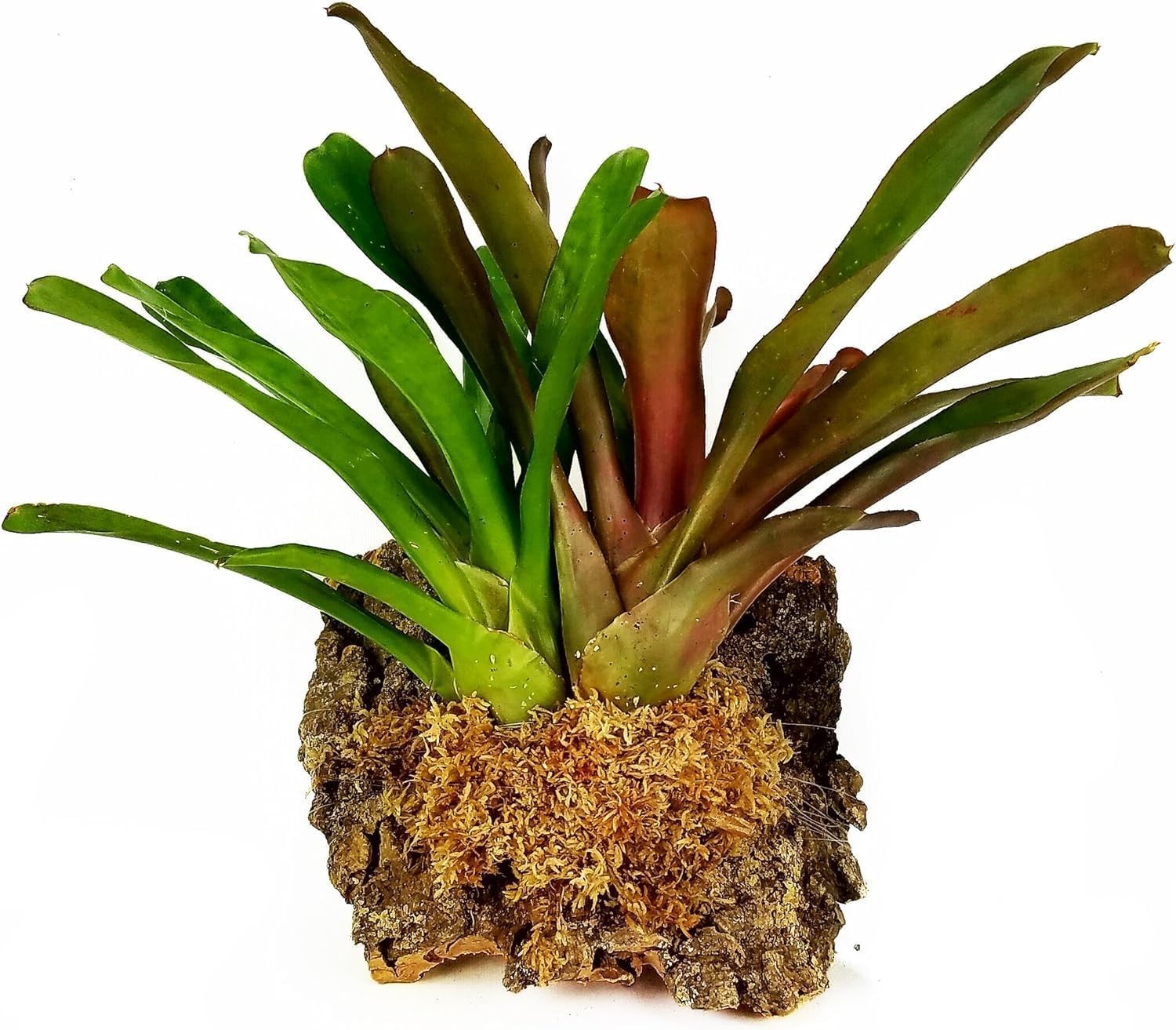 Premium New Zealand Sphagnum Moss 150g Ideal for Plants, Orchids, Reptiles