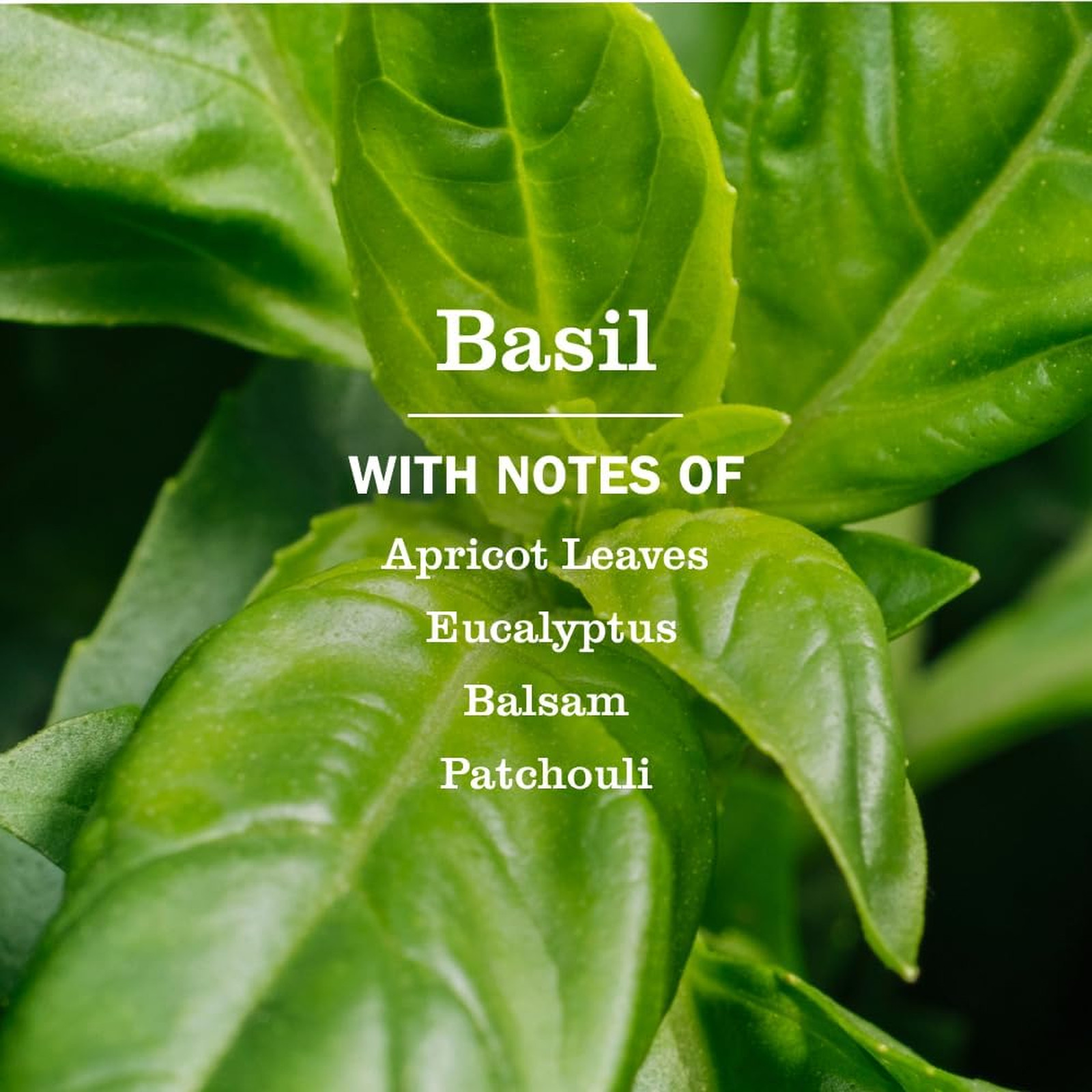 Multi-Surface Cleaner Basil Scent 16 Fl Oz Pack 3 Household Easy Spill Wipe