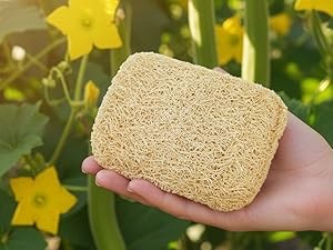 Natural Loofah Kitchen Sponge (3 Pack) – Natural Sponges for Dishes – Eco