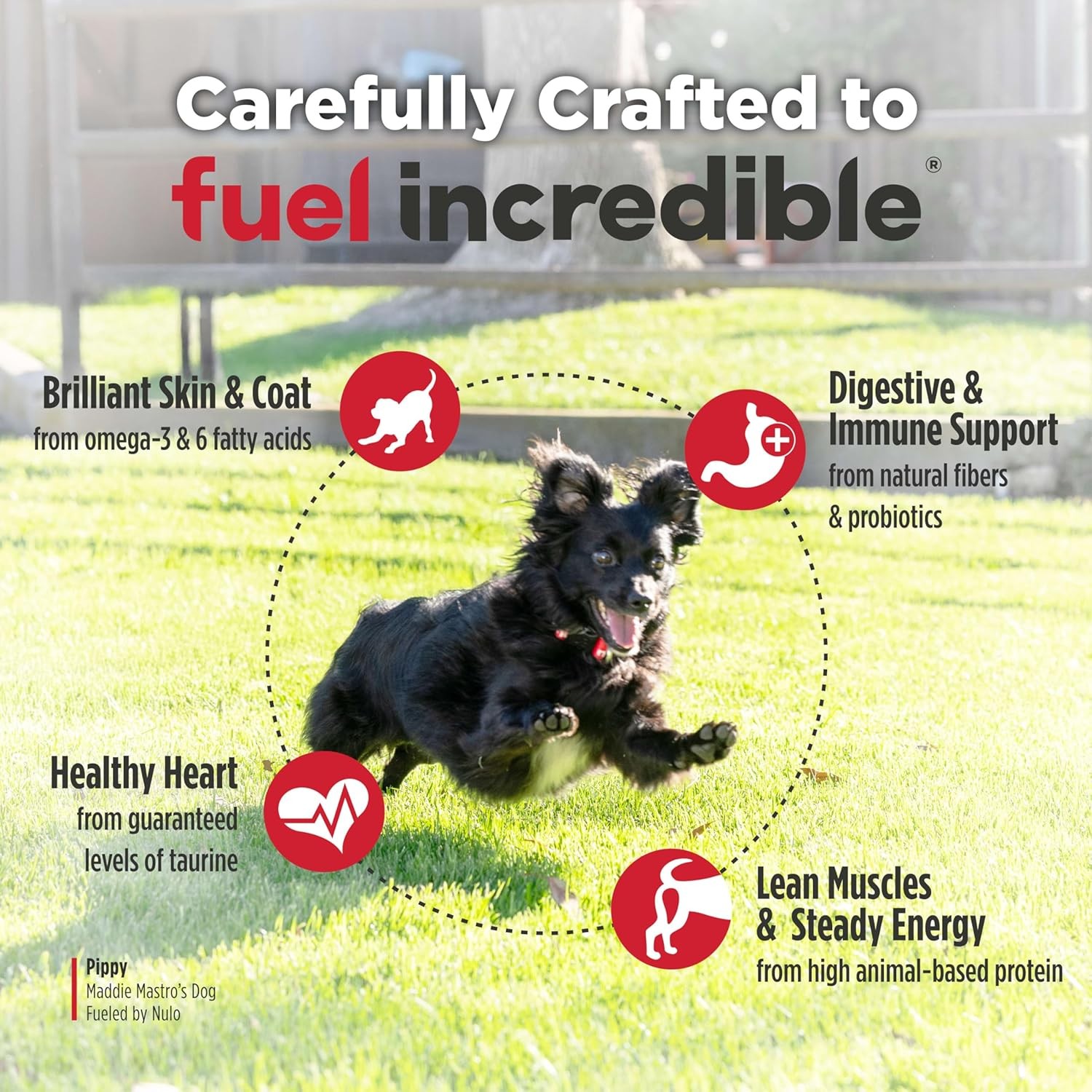 Nulo FreeStyle Small Breed Dog Food Dry – Salmon & Lentils, Puppy & Adult Grai