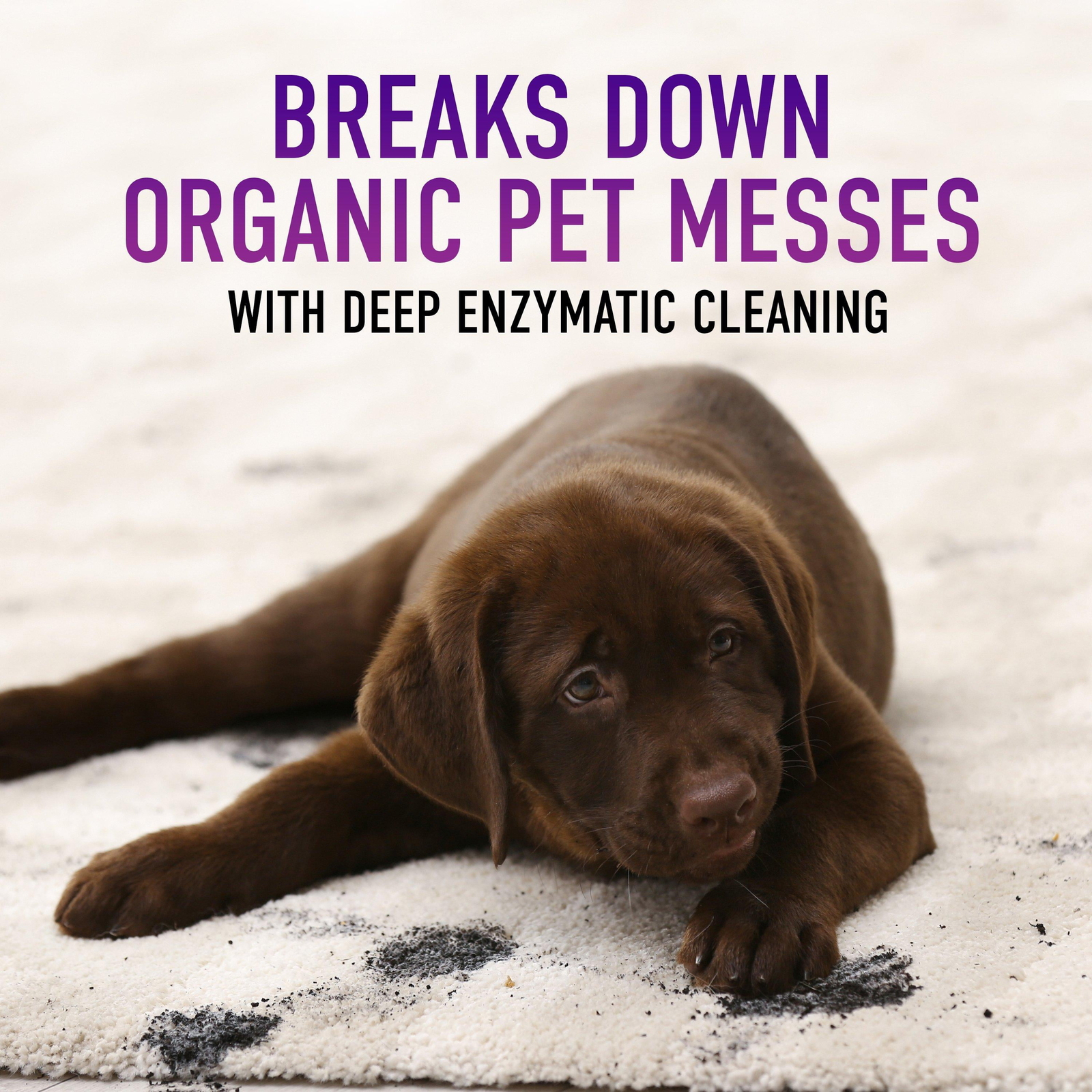 Hoover Paws & Claws Pet Stain and Odor Remover,Carpet Cleaner Solution,128 fl oz