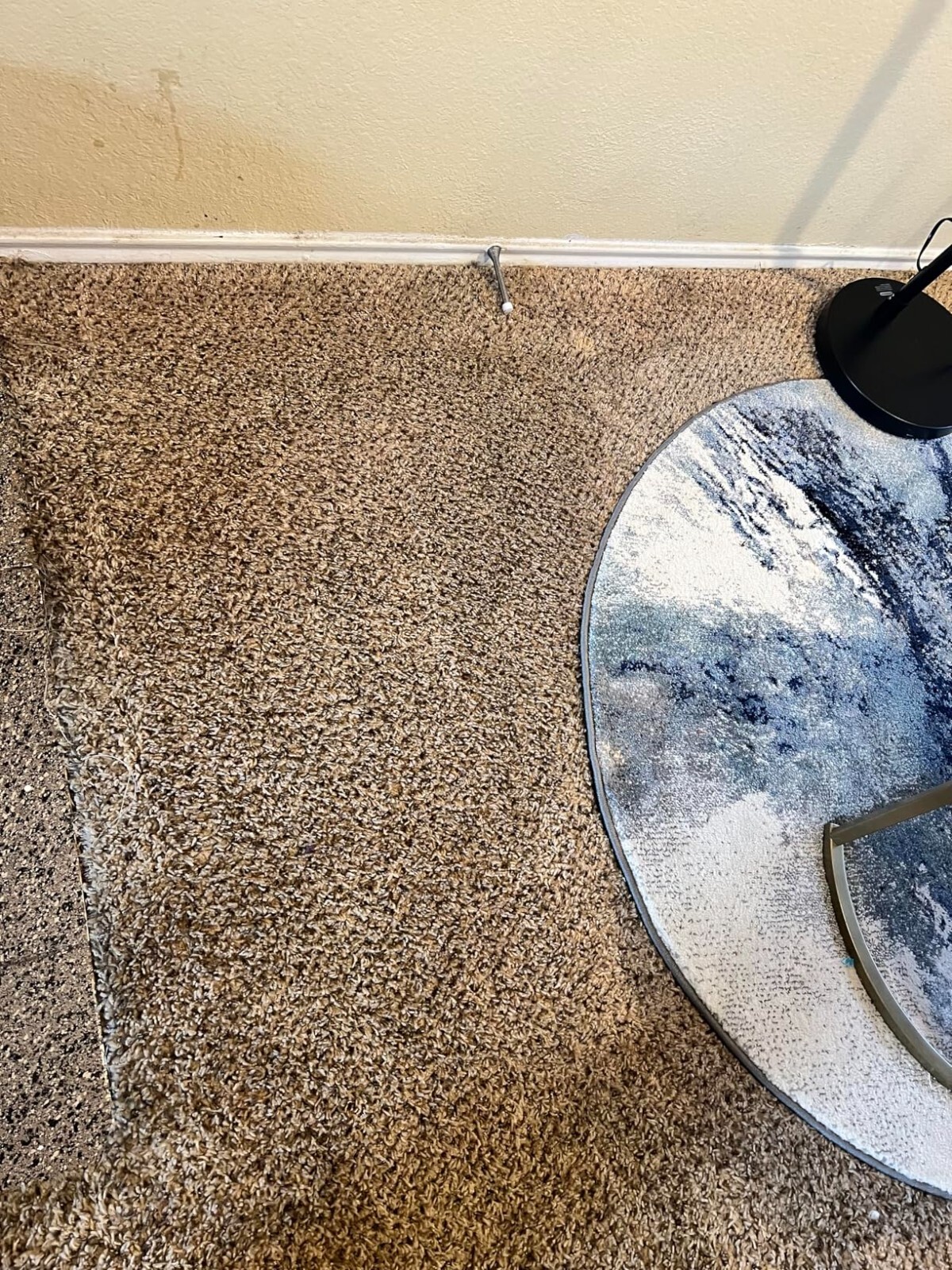 All-Purpose Carpet Shampoo Concentrate Cleaner 1 Gallon Removes Dirt And Stains