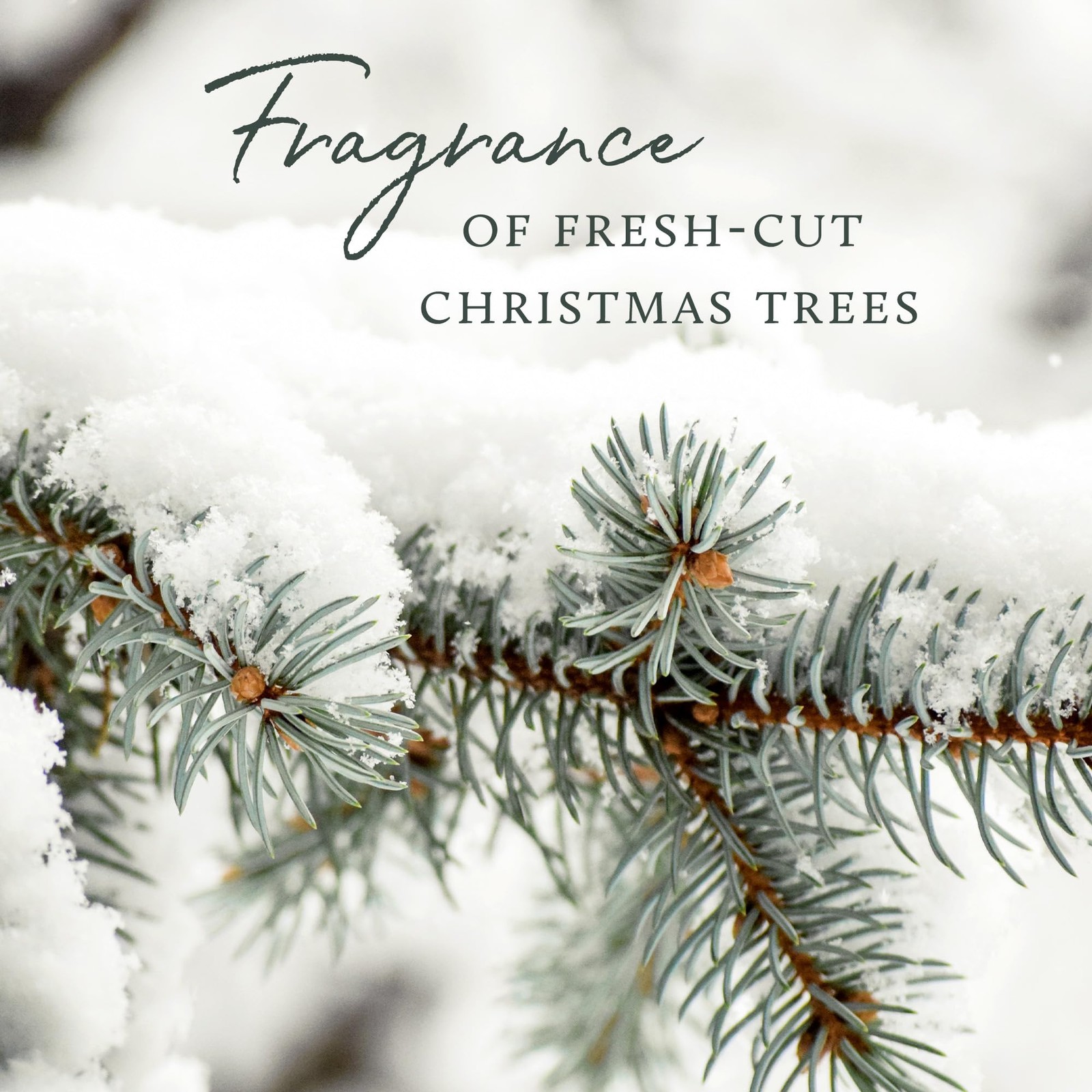 Dishwashing Liquid (Frasier Fir)
