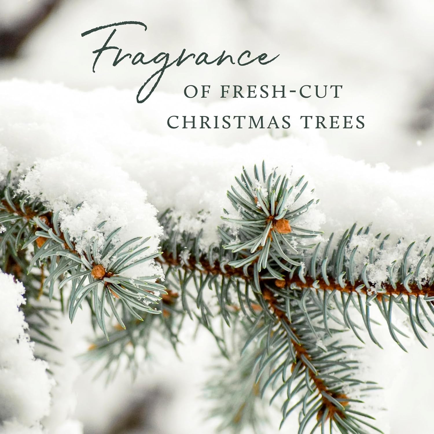 Soft Surface Scrub – Frasier Fir – Multipurpose Surface Cleaner – – Pine Scen…