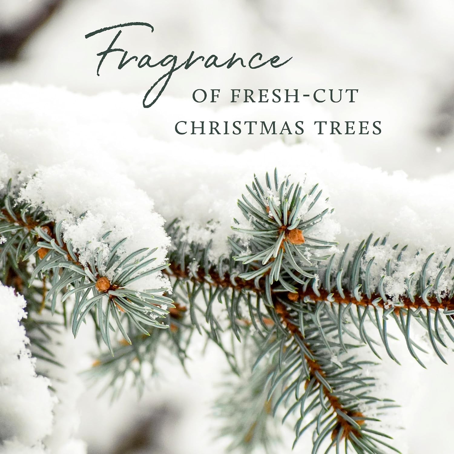 Frasier Fir All-Purpose Cleaner – Biodegradable Cleaner with Natural Essentia…