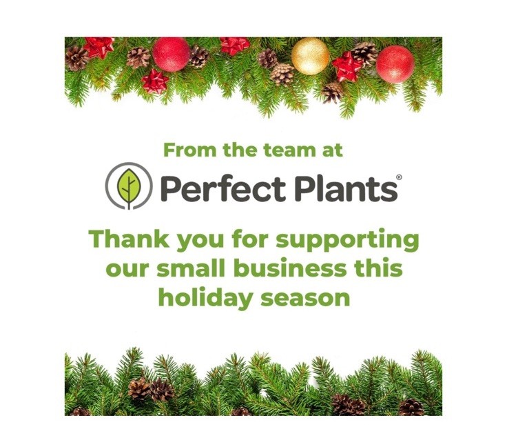 Perfect Plants Christmas Tree Saver Liquid Freshener 8 fl oz Reduces Needle Drop