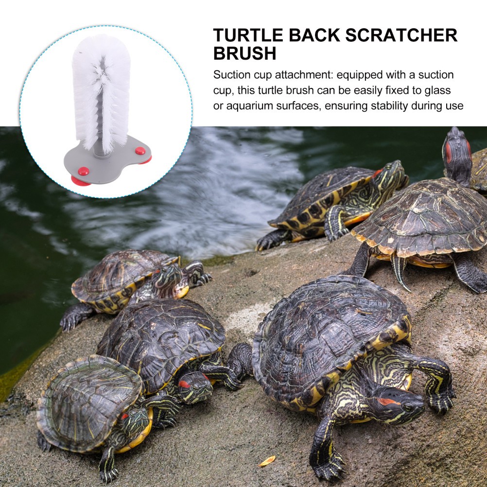 Cup Washing for Turtle Reptile Supplies Pet