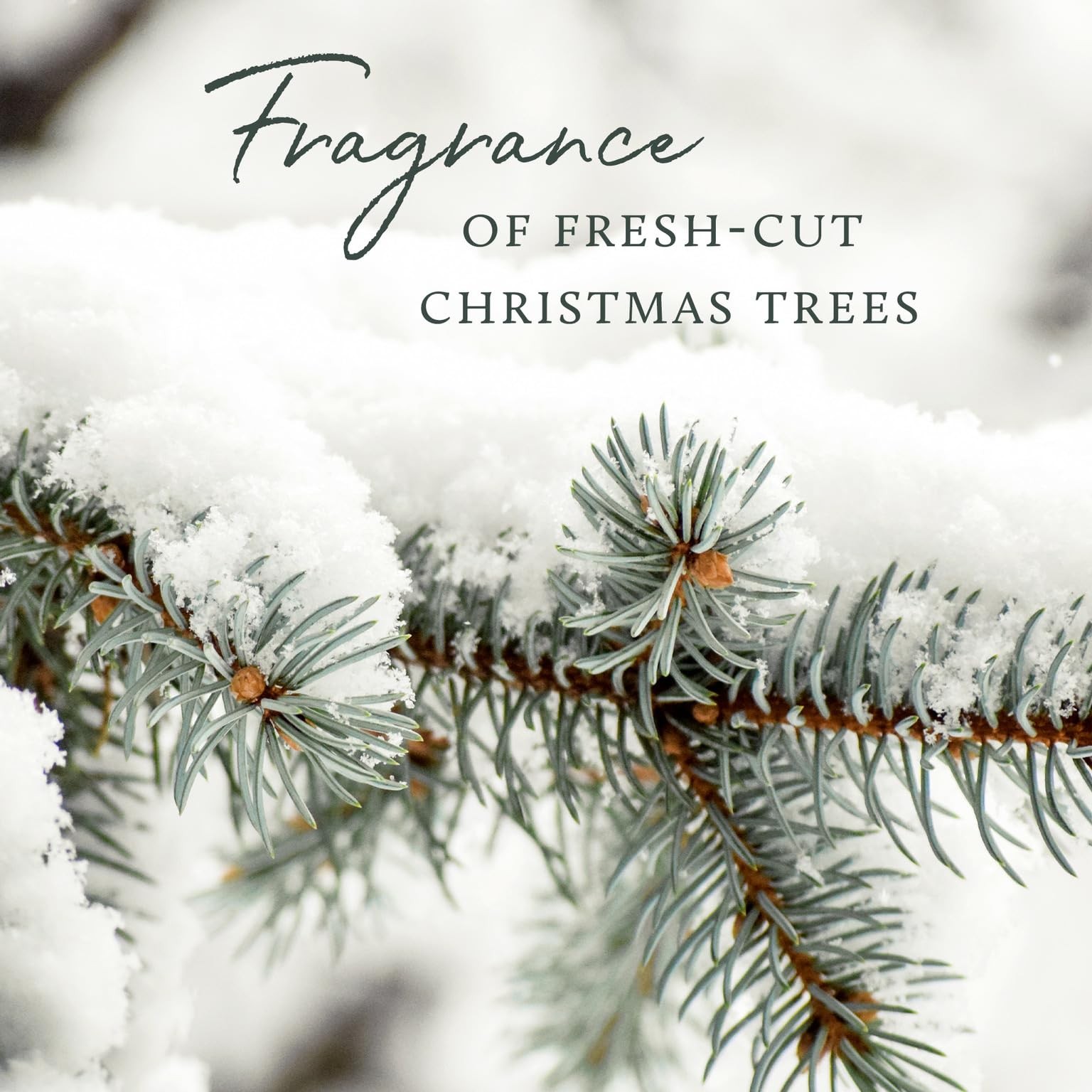 Frasier Fir Soft Surface Scrub Multipurpose Cleaner Pine Scent 11.5 Fl Oz