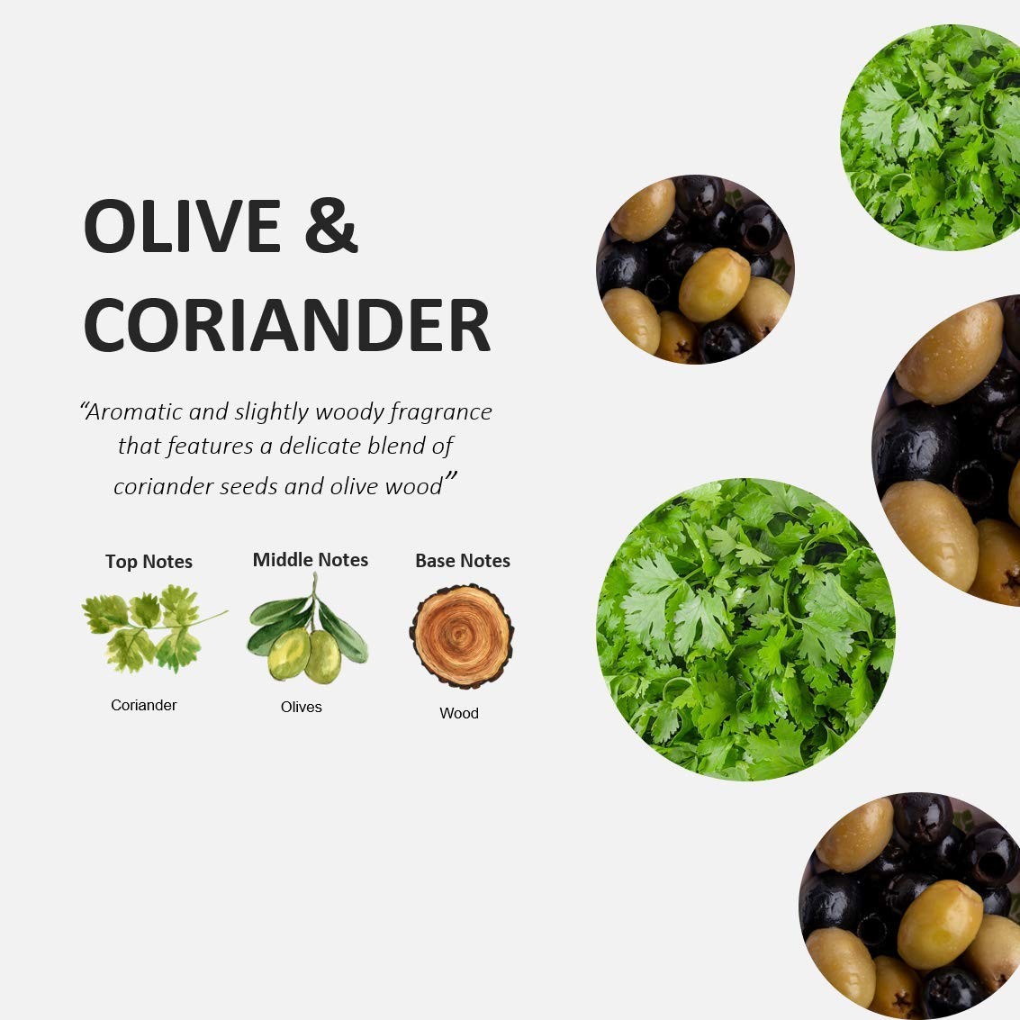 Coriander and Olive Dish Detergent 500ML