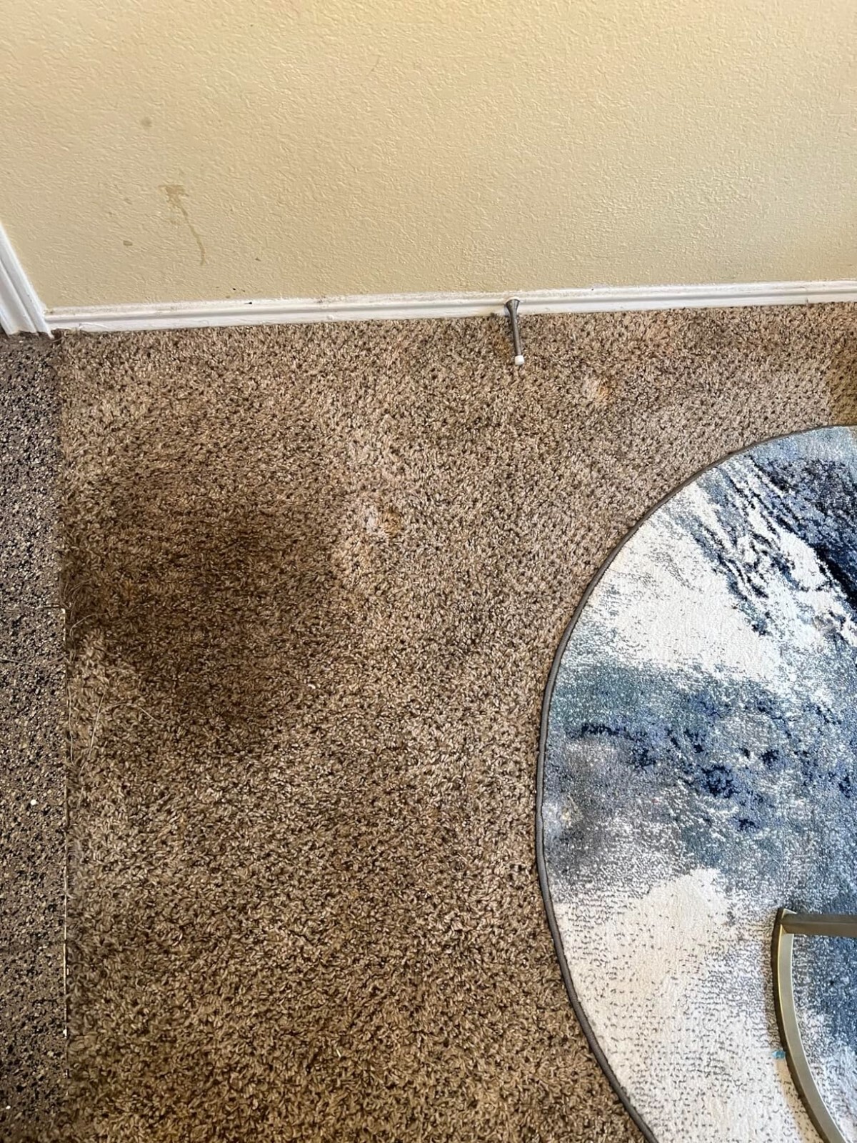 All-Purpose Carpet Shampoo Concentrate Cleaner 1 Gallon Removes Dirt And Stains