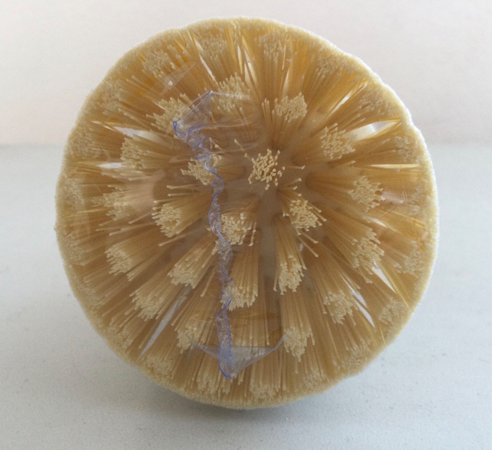 NWOT WOLF/SUBZERO/COVE Bamboo PALM DISH Scrub BRUSH Scrubber Eco Friendly