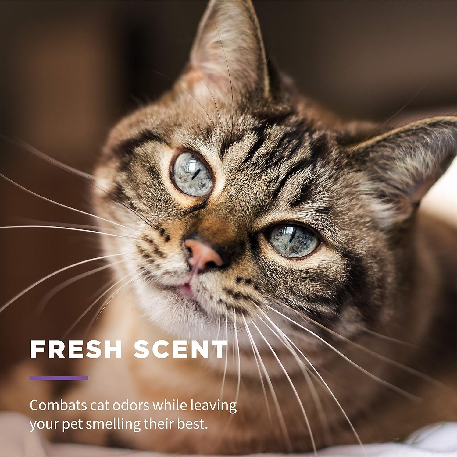 Gentle Freshening Cat Wipes with Aloe Vera, 100 ct – 3 Pack for Easy Grooming