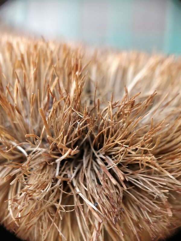 Brush Natural Free  Cleaning Brush Scrubbing Coconut production